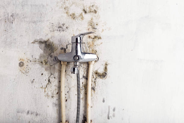 Best Certified Mold Removal  in La Feria, TX