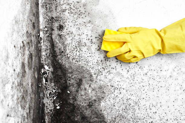 Best Same-Day Mold Removal  in La Feria, TX