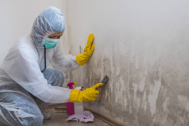 Best Professional Mold Removal  in La Feria, TX