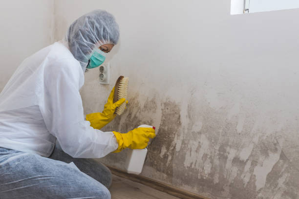 Best Residential Mold Removal  in La Feria, TX