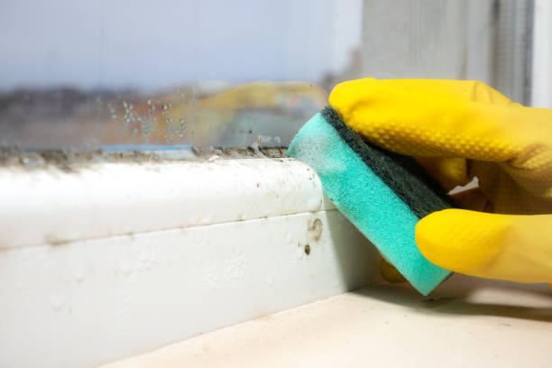 Best Crawl Space Mold Removal  in La Feria, TX