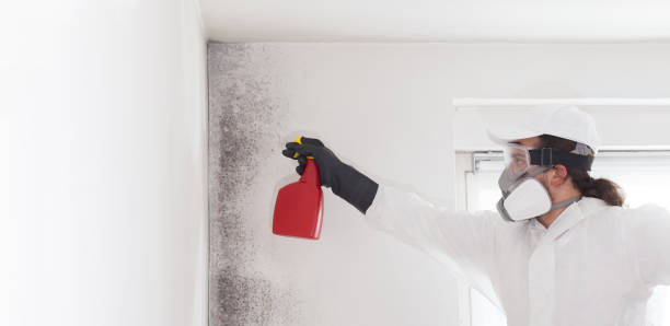 Best Commercial Mold Removal  in La Feria, TX