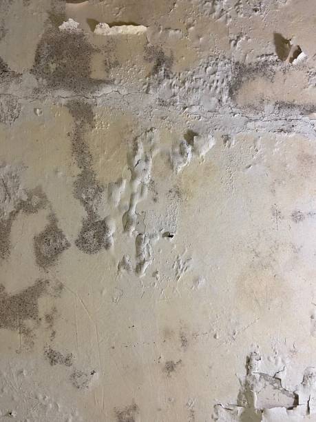 Best Mold Removal Company Near Me  in La Feria, TX
