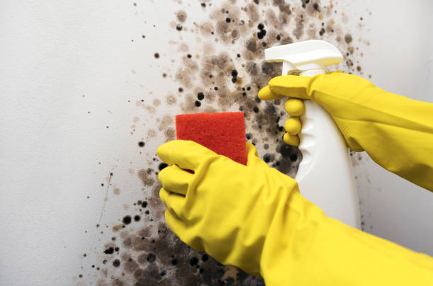 Best Fast Mold Removal  in La Feria, TX