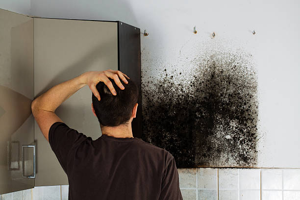 Home Mold Removal in La Feria, TX