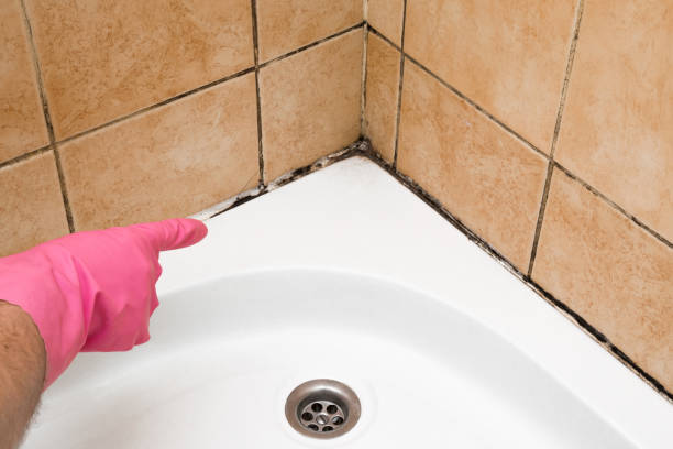 Best Certified Mold Removal  in La Feria, TX